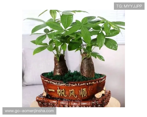 澳门永利赌场发财树的养护技巧与种植指南，助你打造繁荣的财运景象